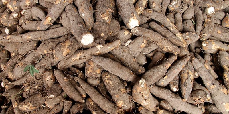 manioc